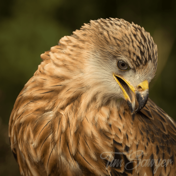 Young Red Kite
